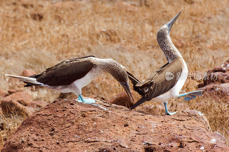 蓝脚鲣鸟(Sula nebouxii)是东太平洋的一种海鸟，在北西摩(厄瓜多尔加拉帕戈斯群岛)的干草地上被发现。蓝脚是在交配仪式上展示的。